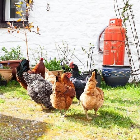 Stunning Barn Conversion On A Family Run Farm Llanfynydd ภายนอก รูปภาพ